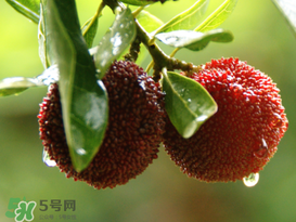 吃完楊梅不能吃什么？吃完楊梅可以吃別的水果嗎？