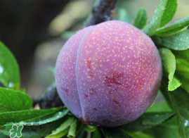 紅心李幾月份成熟？紅心李幾月份上市？