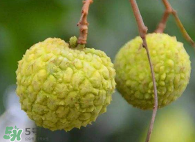 青荔枝放多久變紅？青荔枝怎么保存？