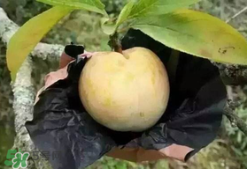 奈李什么時(shí)候成熟？奈李孕婦能吃嗎？