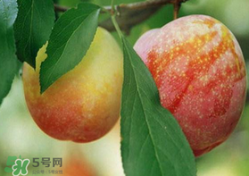 奈李什么時(shí)候成熟？奈李孕婦能吃嗎？