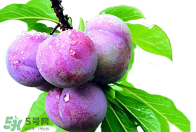 脆紅李什么時候成熟？脆紅李幾月成熟？