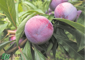 脆紅李什么時候成熟？脆紅李幾月成熟？