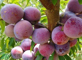 脆紅李什么時候成熟？脆紅李幾月成熟？