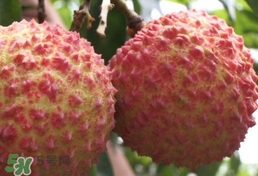 荔枝什么品種最好吃？什么品種的荔枝最貴