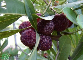 楊梅籽可以吞下去嗎？楊梅籽吞下去了怎么辦？