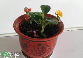 楊梅籽可以種嗎？楊梅籽怎么種小盆栽?？