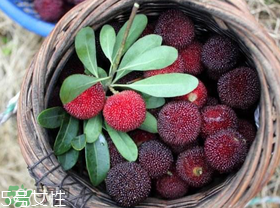 楊梅籽可以種嗎？楊梅籽怎么種小盆栽?？