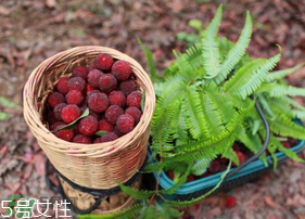 楊梅籽可以種嗎？楊梅籽怎么種小盆栽?？