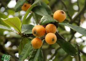 六月份還有枇杷嗎？枇杷六月份還有嗎？