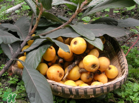 六月份還有枇杷嗎？枇杷六月份還有嗎？