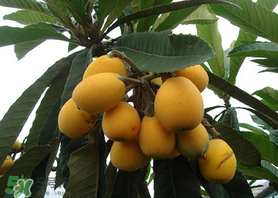 六月份還有枇杷嗎？枇杷六月份還有嗎？