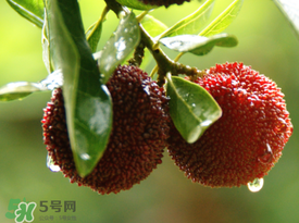 楊梅一天最多吃多少？楊梅一次能吃多少？