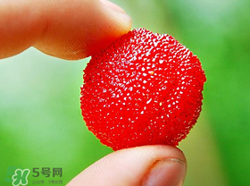 楊梅一天最多吃多少？楊梅一次能吃多少？