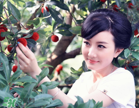 楊梅一天最多吃多少？楊梅一次能吃多少？