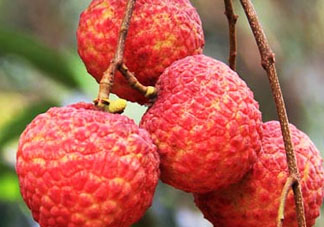 妃子笑荔枝多少錢一斤？2017妃子笑荔枝價格