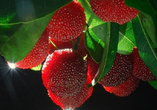 吃完楊梅不能吃什么？吃完楊梅可以吃別的水果嗎？