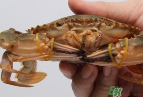 花蓋蟹什么時(shí)候最肥？花蓋蟹幾月份最肥