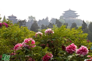 7月份去北京穿什么？七月份去北京穿衣搭配