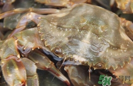 花蓋蟹有寄生蟲(chóng)嗎？花蓋蟹有沒(méi)有寄生蟲(chóng)