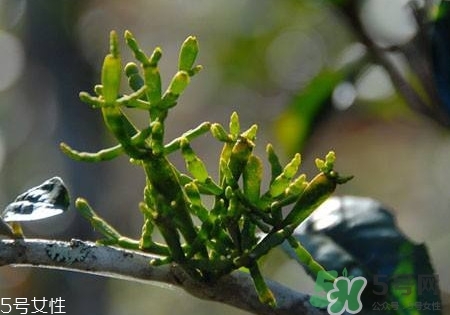 螃蟹腳茶多少錢(qián)一斤2017？螃蟹腳茶的價(jià)格