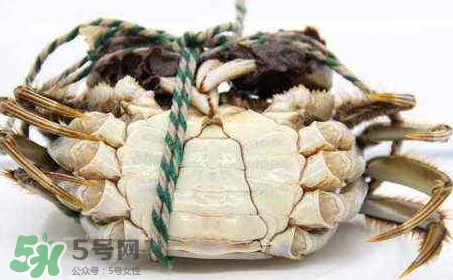 為什么說六月黃有公蟹沒有母蟹？怎樣區(qū)分螃蟹的公母