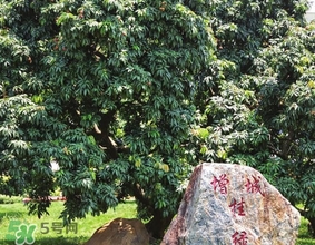 掛綠為什么只有一株？掛綠荔枝為什么不多種？