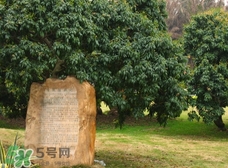 掛綠為什么只有一株？掛綠荔枝為什么不多種？