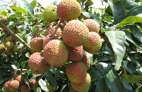 ? 掛綠荔枝多少錢一個(gè)？掛綠荔枝多少錢一斤2017