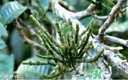 螃蟹腳茶多少錢(qián)一斤2017？螃蟹腳茶的價(jià)格