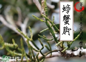 螃蟹腳茶哪些人不能喝？螃蟹腳茶哪些人能喝