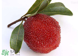 用什么酒泡楊梅酒最好？楊梅酒用什么酒泡好？