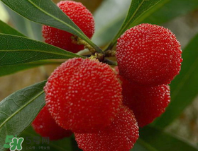 楊梅可以放冰箱冷藏嗎？楊梅可以放冰箱冷凍嗎？