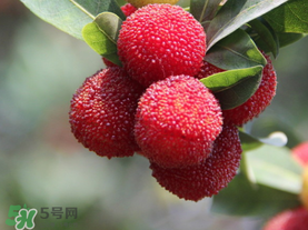 楊梅可以放冰箱冷藏嗎？楊梅可以放冰箱冷凍嗎？