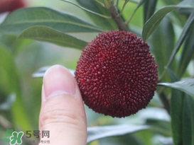 楊梅放冰箱能放幾天？楊梅可以放冰箱嗎？