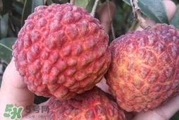 荔枝王是什么品種？荔枝王多少錢一斤2017？