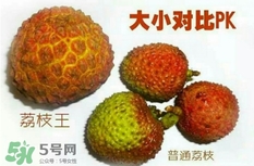荔枝王好吃嗎？荔枝王和妃子笑的區(qū)別