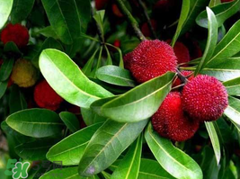 楊梅和花生能一起吃嗎？吃了楊梅還能吃生花生嗎？