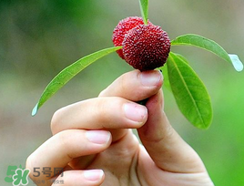 楊梅和花生能一起吃嗎？吃了楊梅還能吃生花生嗎？