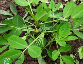 六月份還可以種花生嗎？六月份種花生可以嗎？