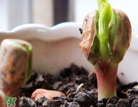 六月份還可以種花生嗎？六月份種花生可以嗎？