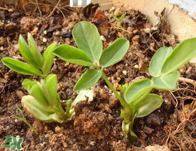 六月份還可以種花生嗎？六月份種花生可以嗎？