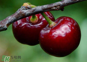 六月份還有櫻桃嗎？6月還有櫻桃嗎？