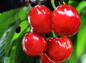 六月份還有櫻桃嗎？6月還有櫻桃嗎？