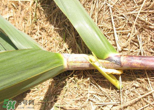 掃把蟲是什么？掃把蟲能吃嗎？