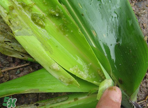 掃把蟲是什么？掃把蟲能吃嗎？