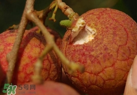 荔枝王的產(chǎn)地是哪里？荔枝王產(chǎn)地在哪兒