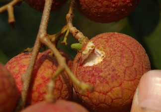 黑葉荔枝好吃嗎？黑葉荔枝多少錢一斤2017？