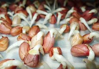 六月份還可以種花生嗎？六月份種花生可以嗎？