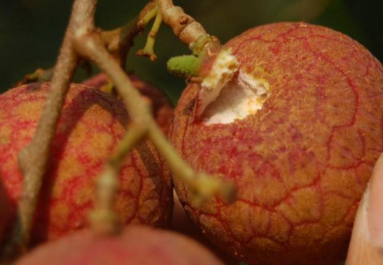 黑葉荔枝好吃嗎？黑葉荔枝多少錢一斤2017？